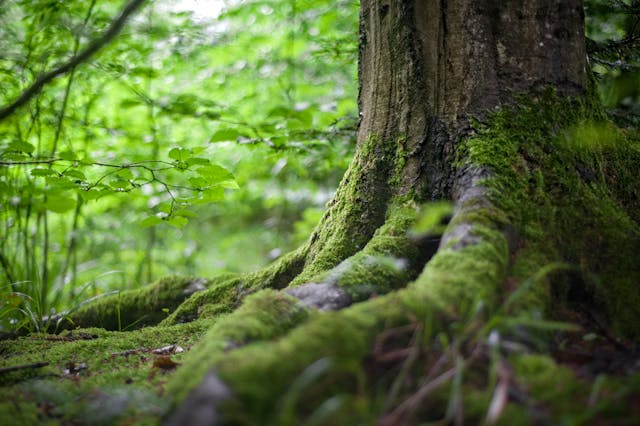 Albero nella foresta